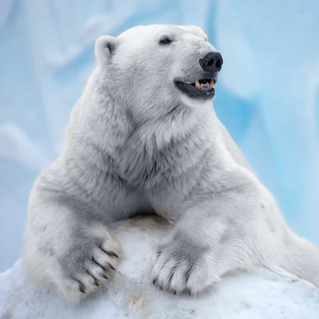 Scason_Polar_Bear_ArcticGrip1